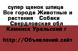 супер щенок шпица - Все города Животные и растения » Собаки   . Свердловская обл.,Каменск-Уральский г.